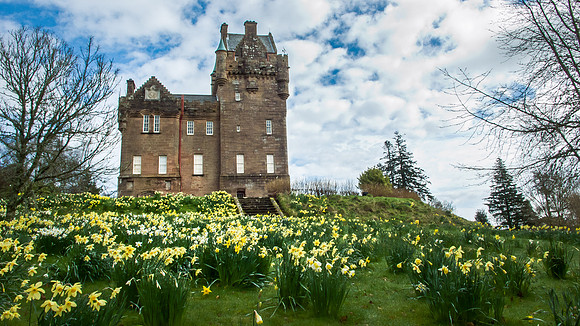 Castle Daffodils