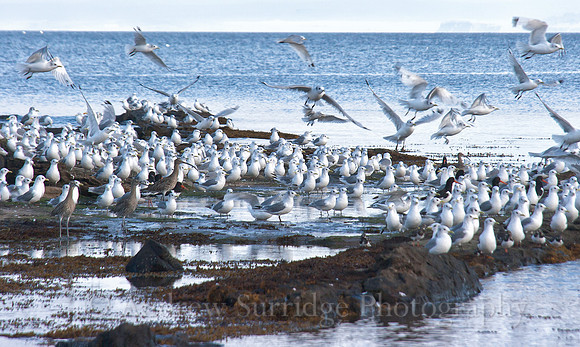 Seabirds, Whiting Bay