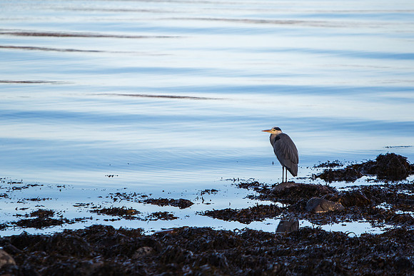 Heron