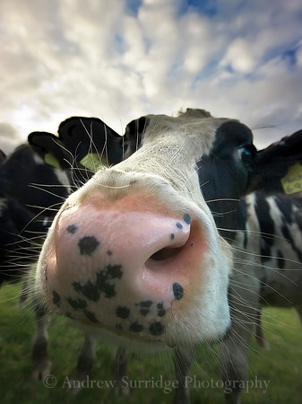 Nosey Cow