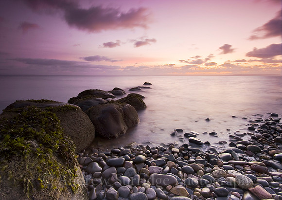 Violet dawn-2