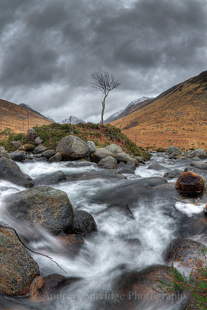 Lone Tree