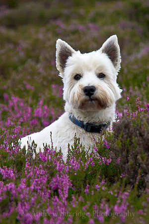 Hector in the Heather