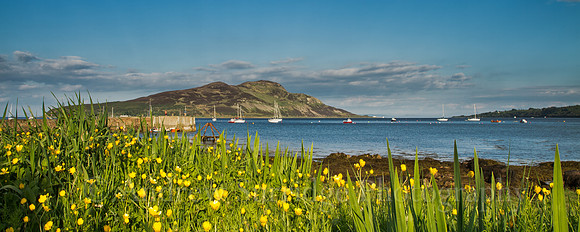 Buttercups in Lamlash Bay