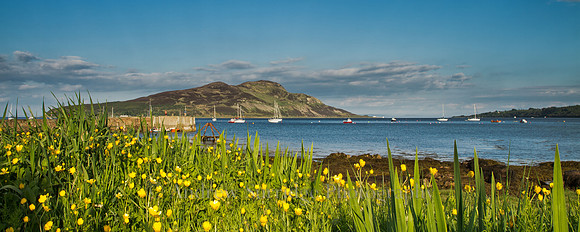 Buttercups in Lamlash Bay