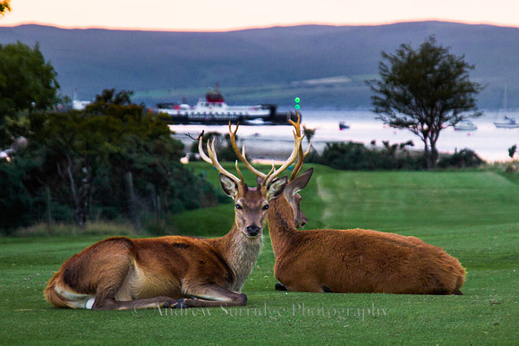 Deer, Lochranza 2