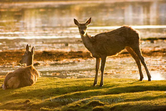 Deer, Lochranza