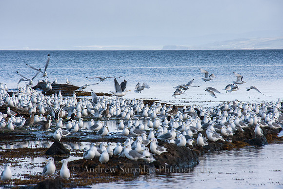 Gulls, Whiting Bay