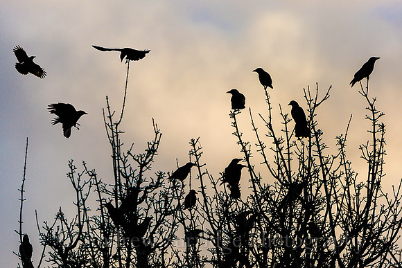 Crows