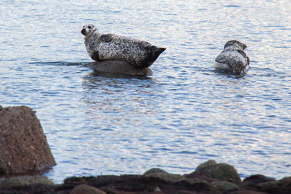 Seals