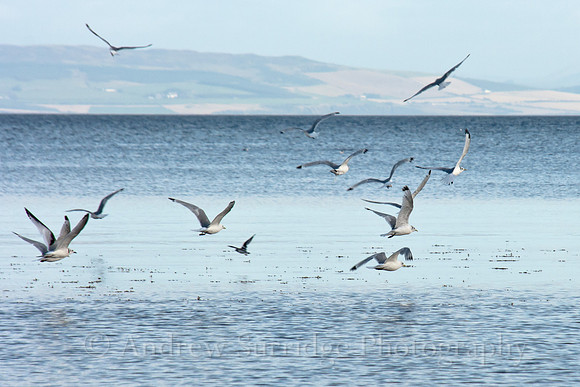 Gulls in flight